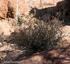 Dyerophytum africanum
