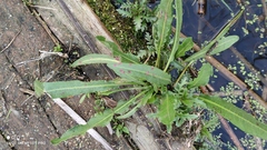 Rumex hydrolapathum