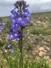 Lobelia valida