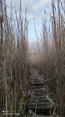 Phragmites australis