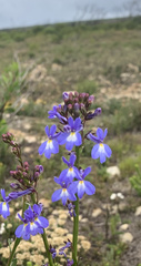 Lobelia valida