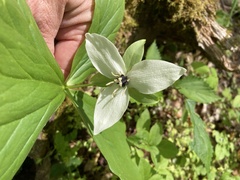 Trillium simile