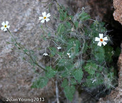 Jamesbrittenia megadenia
