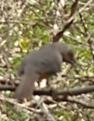 Toxostoma curvirostre