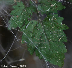 Jamesbrittenia megadenia