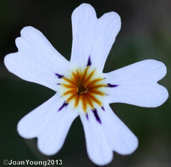 Jamesbrittenia megadenia