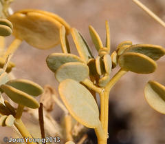 Tetraena decumbens