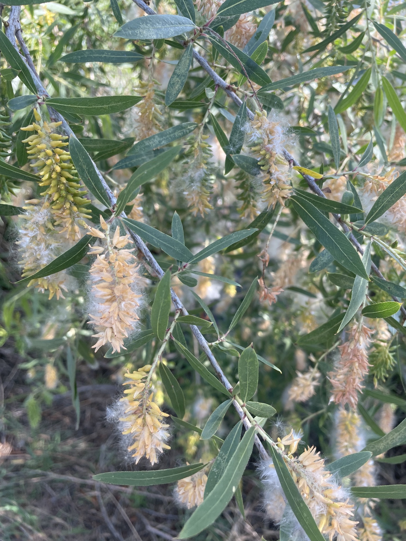 Salix gooddingii