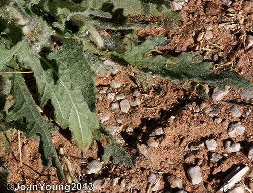 Arctotis leiocarpa image