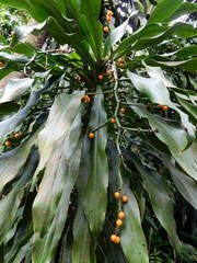 Dracaena fragrans