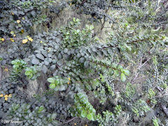 Azara microphylla