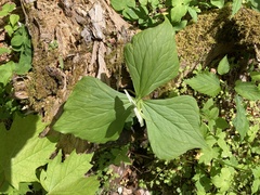 Trillium simile