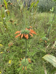 Leonotis nepetifolia