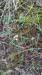 Lomatium geyeri