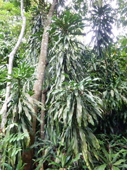 Dracaena fragrans
