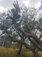 Opuntia jaliscana