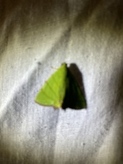 Eulepidotis viridissima