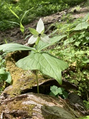 Trillium simile