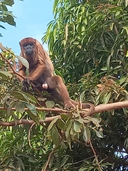 Alouatta sara