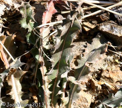 Acanthopsis hoffmannseggiana