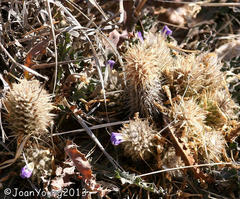 Acanthopsis hoffmannseggiana