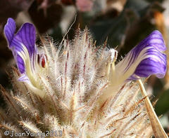 Acanthopsis hoffmannseggiana