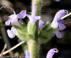 Salvia verbenaca