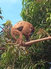 Alouatta sara