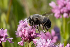 Habropoda miserabilis