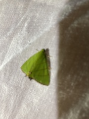 Eulepidotis viridissima