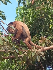 Alouatta sara