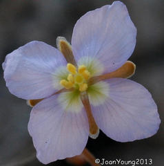 Heliophila trifurca