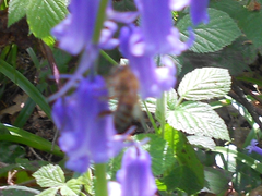 Apis mellifera