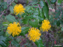 Azara serrata