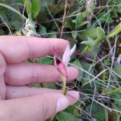 Serapias strictiflora