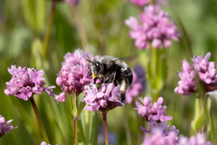 Habropoda miserabilis