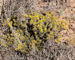 Oedera humilis
