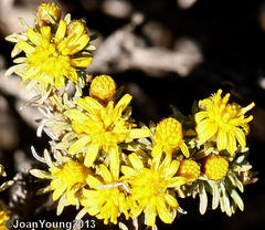 Oedera humilis