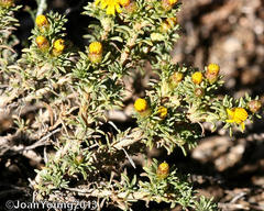 Oedera humilis