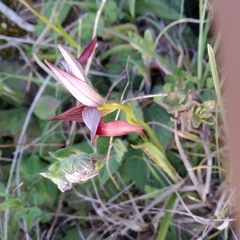 Serapias strictiflora