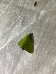 Eulepidotis viridissima