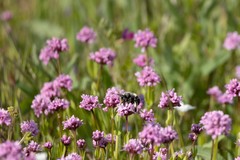 Habropoda miserabilis