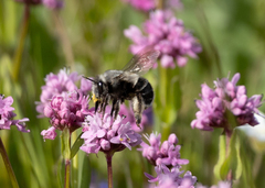 Habropoda miserabilis