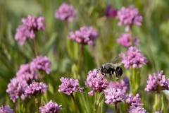 Habropoda miserabilis