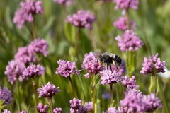 Habropoda miserabilis