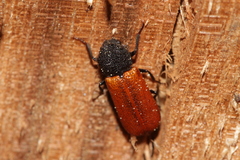 Bostrichus capucinus