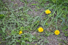Taraxacum officinale