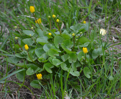 Ficaria verna
