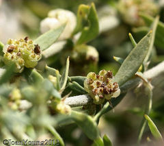 Pollichia campestris