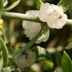 Pollichia campestris